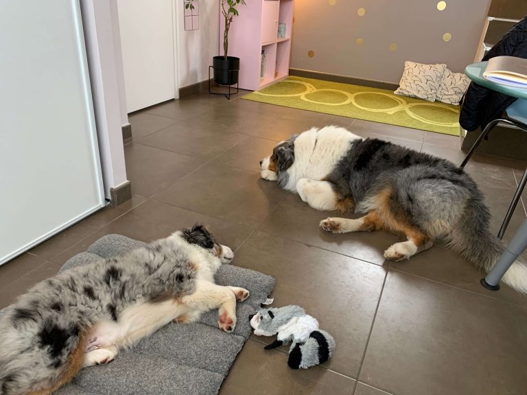 Formation chien théraoeute - Mediation animale Canitherapie Lilou Brun 2