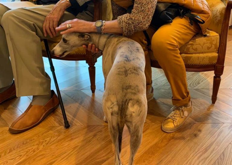 Seniors - Mediation animale Canitherapie Lilou Brun 2